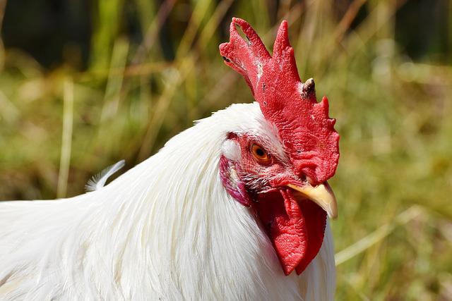 white meat